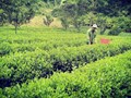 Nâng tầm chè Việt bằng sản xuất hữu cơ