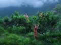 Chỉ dẫn địa lý – “Tấm hộ chiếu vàng” đưa chè Shan Tuyết Suối Giàng ra thế giới