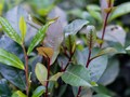 Tiềm năng của trà tím: Đột biến gen tự nhiên mở đường cho chuỗi giá trị nông sản mới