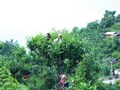 Phình Hồ phát triển kinh tế từ chè Shan Tuyết