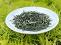 Tinh túy bốn mùa: Vì sao trà xuân và trà thu quý giá nhất?
