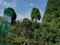 Nghệ thuật làm trà Suối Giàng