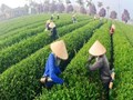 Chè Việt: Bứt phá cùng “bộ tứ Nghị quyết”