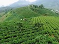 Vùng chè Tân Yên tìm lại vị thế nhờ mô hình gắn xưởng máy với nương đồi