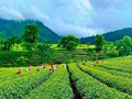 Chè Lai Châu được bảo hộ chỉ dẫn địa lý – Bước tiến mới khẳng định giá trị nông sản Việt