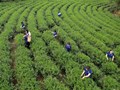 Cuộc đua của những gã khổng lồ ngành trà trên thị trường tỷ đô