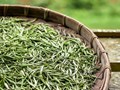 Đánh thức di sản chè Shan tuyết Lũng Cú 