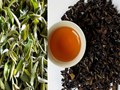 Chỉ dẫn địa lý khẳng định giá trị chè Đông phương mỹ nhân