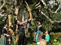 Festival Trà Shan tuyết 2026: Đòn bẩy kinh tế và du lịch cho vùng cao
