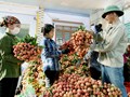 Vải thiều Việt Nam bứt phá xuất khẩu, lần đầu chinh phục hệ thống Costco Bắc Mỹ