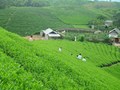 Phú Thọ khẳng định vị thế "thủ phủ chè" mới