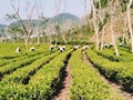 Điện Biên phát triển kinh tế từ cây chè Shan tuyết