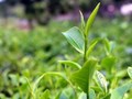 Chè trung du cổ Tân Cương: Hành trình gìn giữ "linh hồn" của đệ nhất danh trà Thái Nguyên