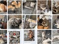 Mái ấm của những chiếc đuôi nhỏ