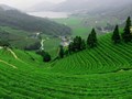 Thổ nhưỡng sông Công – núi Cốc: Cội nguồn tạo nên bản sắc trà Tân Cương