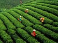 Đưa chè Thái Nguyên vào ẩm thực: Hướng đi đa dạng hóa nông sản