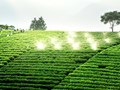 EVFTA: Cánh cửa mở rộng thị trường, nâng tầm thương hiệu chè Việt