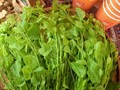 Trà sữa bò khai: Hành trình biến rau rừng Lạng Sơn thành thức uống độc đáo