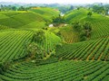 La Bằng trước thềm Festival Trà Quốc tế 2026