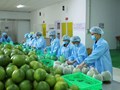 Xuất khẩu nông sản: Cơ hội và thách thức trong hội nhập toàn cầu