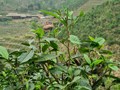 Đánh thức giá trị lá chè già ở Bản Liền