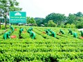 Chè Thái Nguyên và cuộc đua khẳng định vị thế trên bản đồ nông sản quốc tế