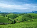 Trà xanh: “Ngôi sao tăng trưởng” trong kỷ nguyên sống xanh