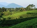 Cổng nhận diện số cho chè Thái Nguyên: Chuẩn hóa dữ liệu để minh bạch hóa thị trường đặc sản