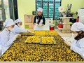 Sức bật mới cho vùng chè miền núi Thái Nguyên