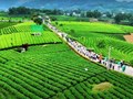 Đánh thức kinh tế nương đồi: 5 tuyến tour trải nghiệm định hình lại du lịch xứ trà Thái Nguyên