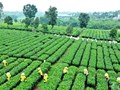 Doanh nghiệp tư nhân: Lực lượng tiên phong đưa chè Việt ra thế giới