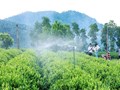 Công nghệ đang thay đổi cách người Việt trồng và làm chè