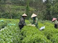 Sản xuất chè sạch: Con đường đi tới nông sản Việt chất lượng cao