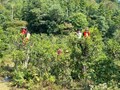 Liên kết ba nhà giúp chè Bình An đổi thay và phát triển bền vững