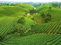 Khởi động World Master Tea Vietnam 2026: Tìm kiếm đại sứ thương mại cho trà Việt