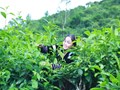 Trà Shan Phình Hồ: Tinh hoa hương vị, bí quyết cho sức khỏe