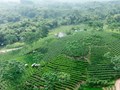 Xen cây che phủ: Bí quyết giữ xanh và tăng giá trị cho chè Việt