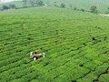 Chè Việt trước ngưỡng cửa hội nhập: Minh bạch là lợi thế cạnh tranh