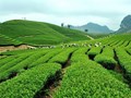 Chè Việt Nam và khát vọng trở thành sản phẩm Halal uy tín khu vực