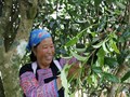 Rừng chè trăm tuổi và bước chuyển mình của du lịch Pà Cò