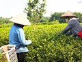 Tinh hoa chè Thái Nguyên và những làng nghề giữ lửa nông thôn