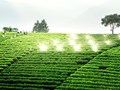 Chè Việt: Hướng tới ngành nông nghiệp hiện đại và bền vững