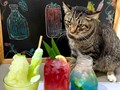Cà phê thú cưng - Góc bình yên cho tâm hồn giữa lòng đô thị