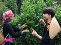 Trà cổ thụ Bản Liền: Cầu nối giữa thiên nhiên, văn hóa và kinh tế