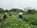 Trà mùa thu Thái Nguyên