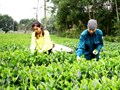 Hương vị bốn mùa trong một chén trà
