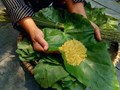 Hà Thành và những câu chuyện quà phố: Hương vị ký ức trên từng bước chân
