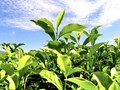 Xuất khẩu chè sang Đức: Lối mở chiến lược từ thủ phủ tái xuất châu Âu