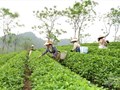 Tuyên Quang định vị thương hiệu chè từ lợi thế vùng nguyên liệu