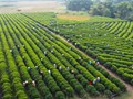 Đòn bẩy kinh tế cho vùng đệ nhất danh trà